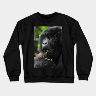 Surprised at Lunch!! Juvenile Mountain Gorilla. Crewneck Sweatshirt